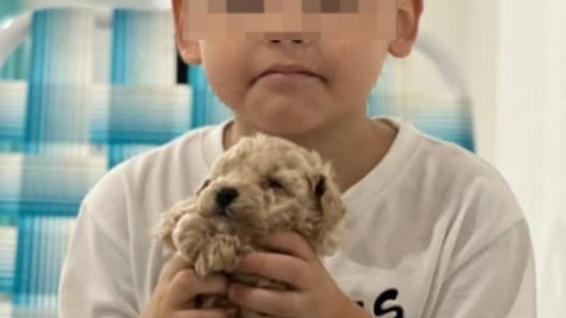 Una familia de Comodoro pide por su mascota y ofrece $200.000 de recompensa