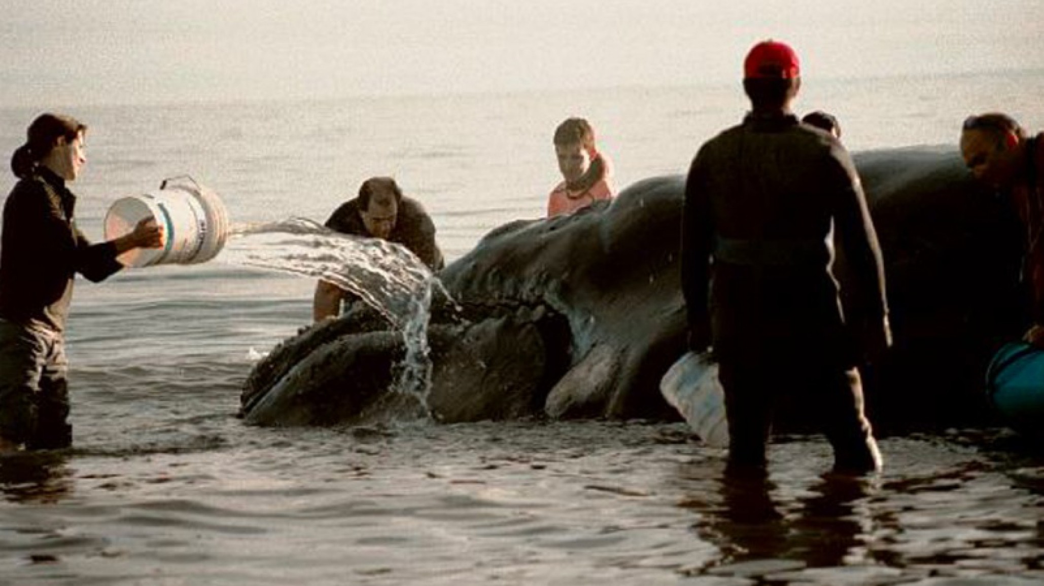 Día Nacional de la Ballena Franca: "Necesitamos aprender a convivir con estos animales"