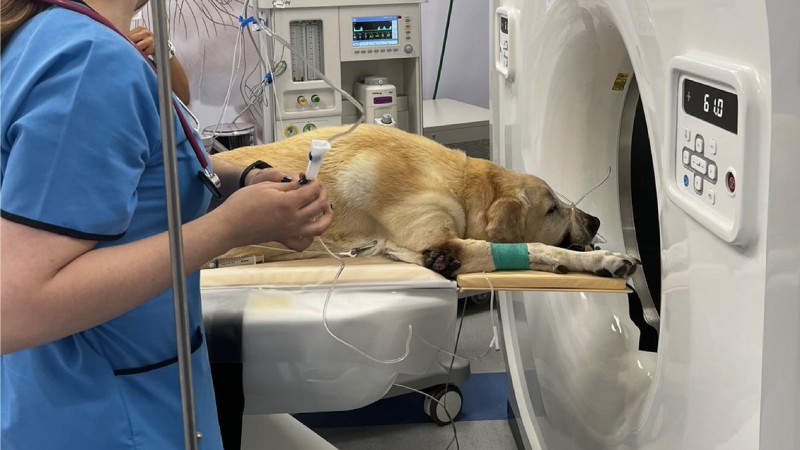 La UNLP se convierte en la única universidad pública del país en incorporar un tomógrafo para diagnóstico veterinario