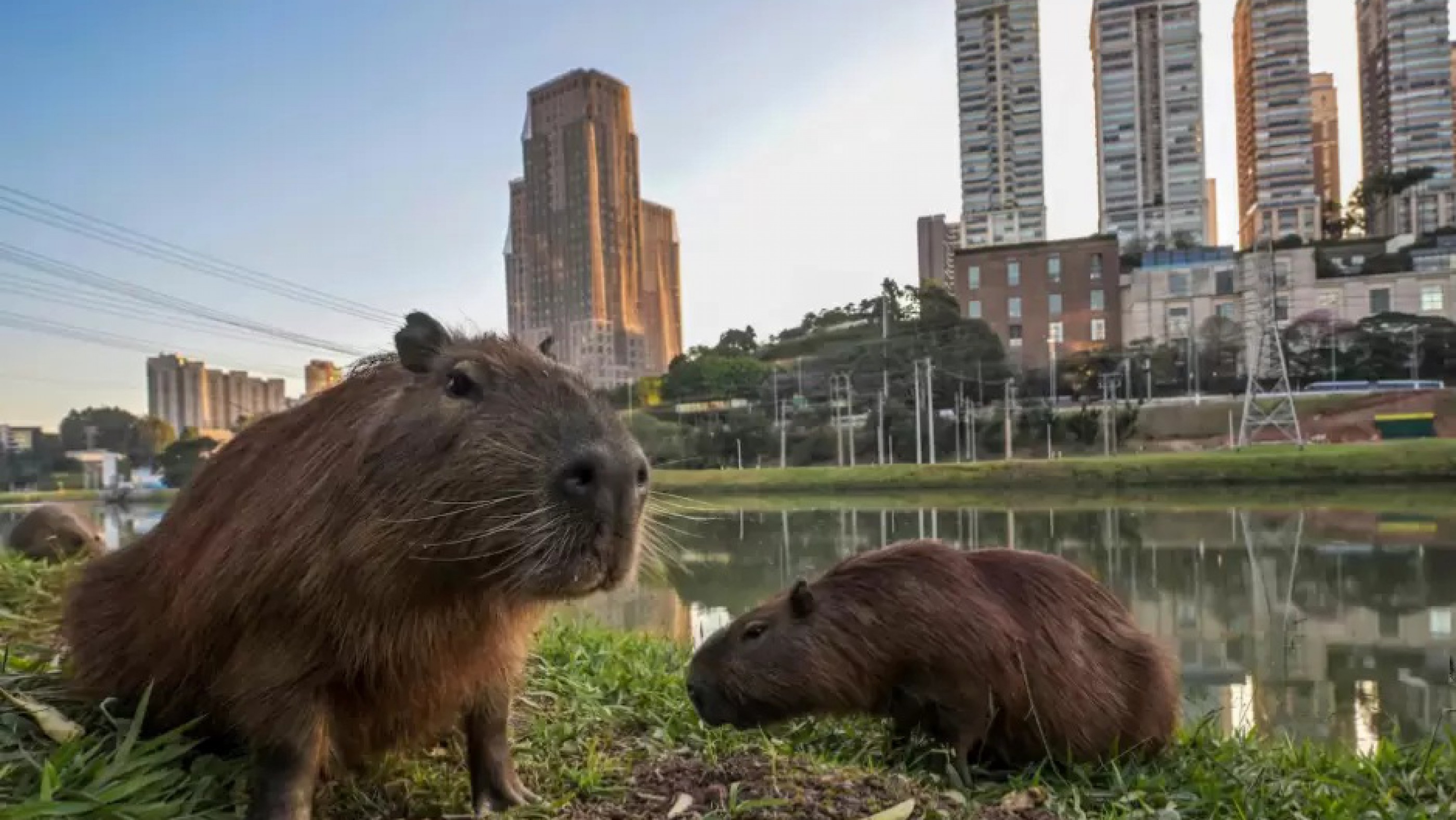 Crecen las chances de vasectomía y relocalización: Una jueza revocó la cautelar que protegía a los carpinchos