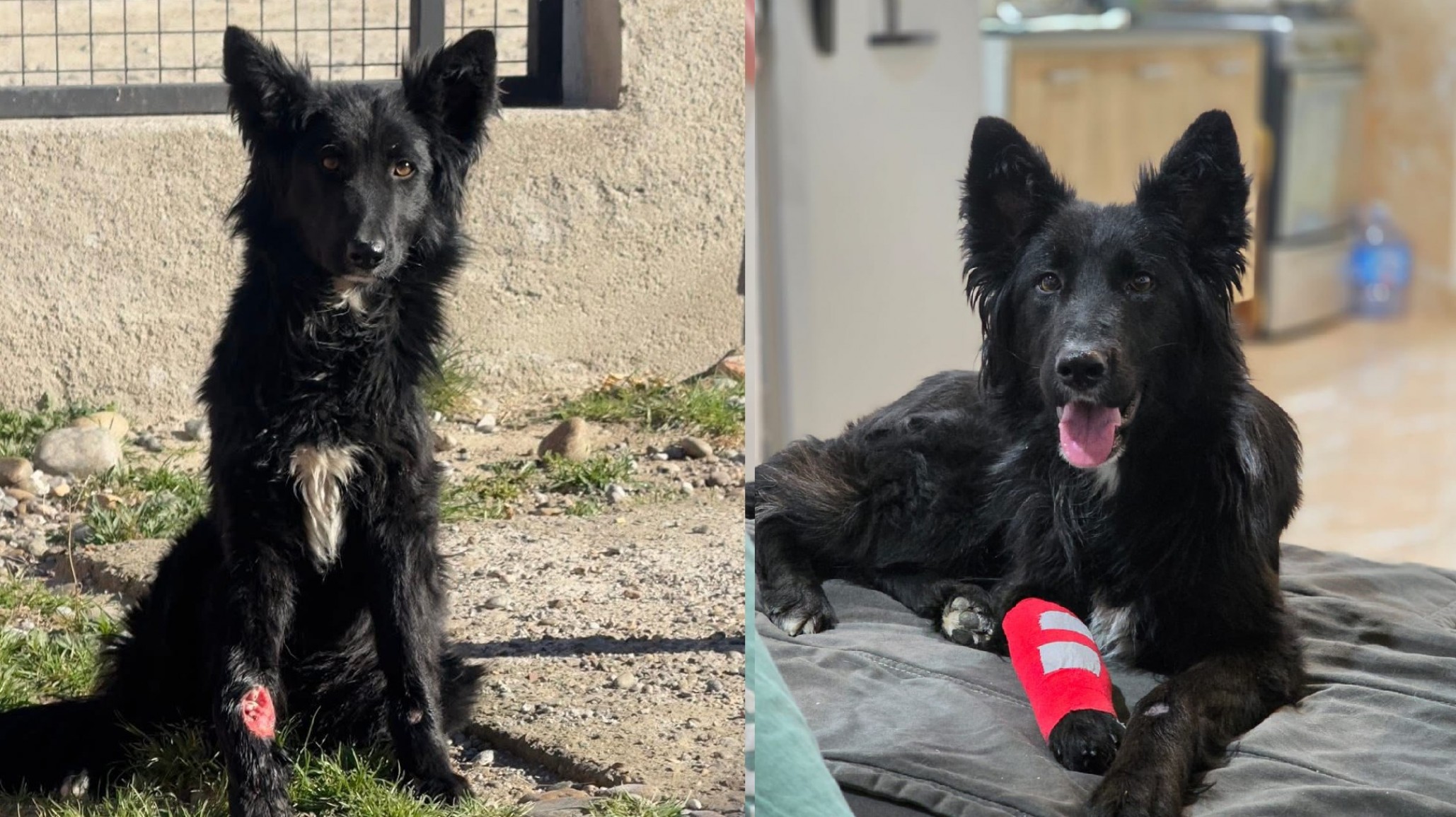 El milagro de Olivia: La cachorra que sanó su patita y ahora busca un hogar