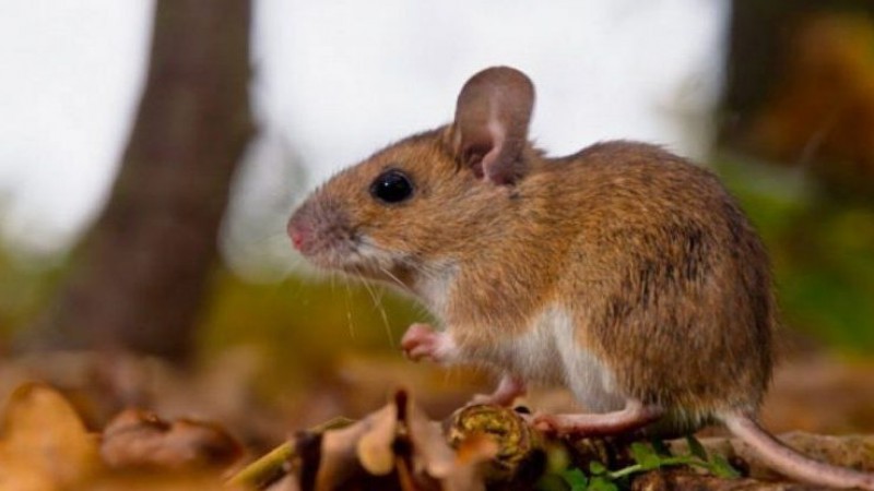 Confirmaron un nuevo caso de hantavirus en Bariloche