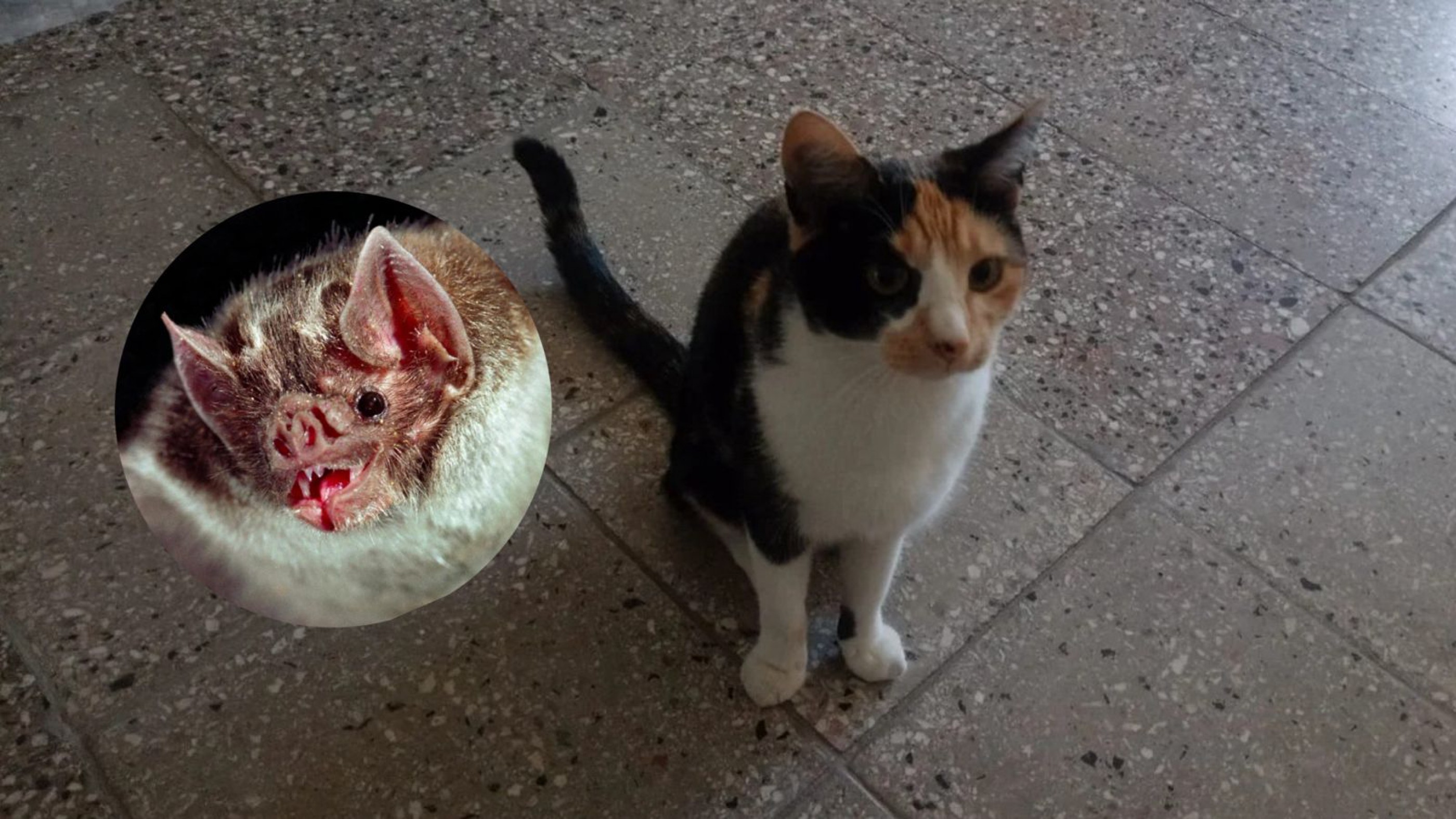 Una gata cazó un murciélago con rabia y ahora está en cuarentena