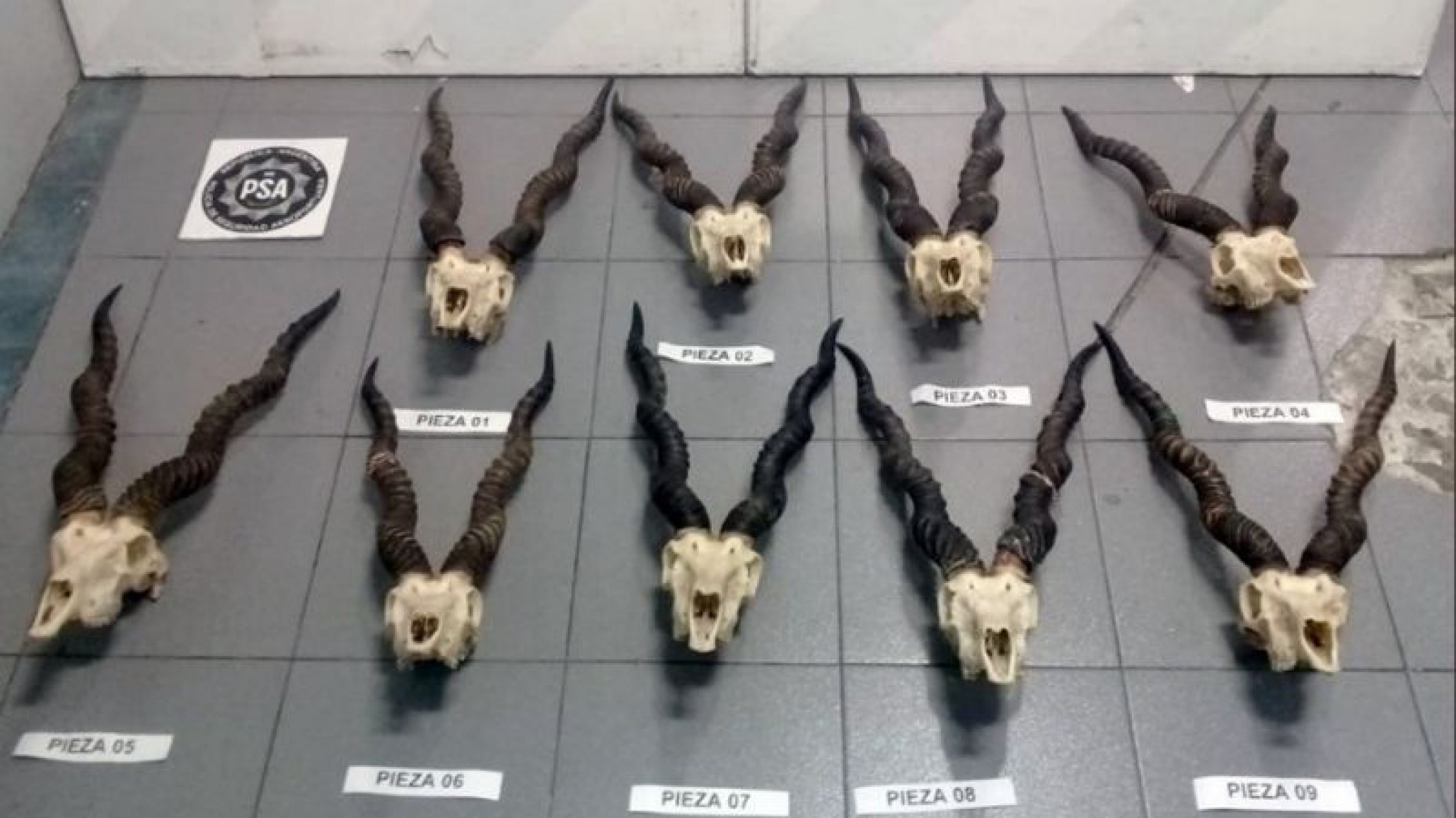 Nueve cráneos de antílope de la India fueron encontrado en el equipaje de un pasajero