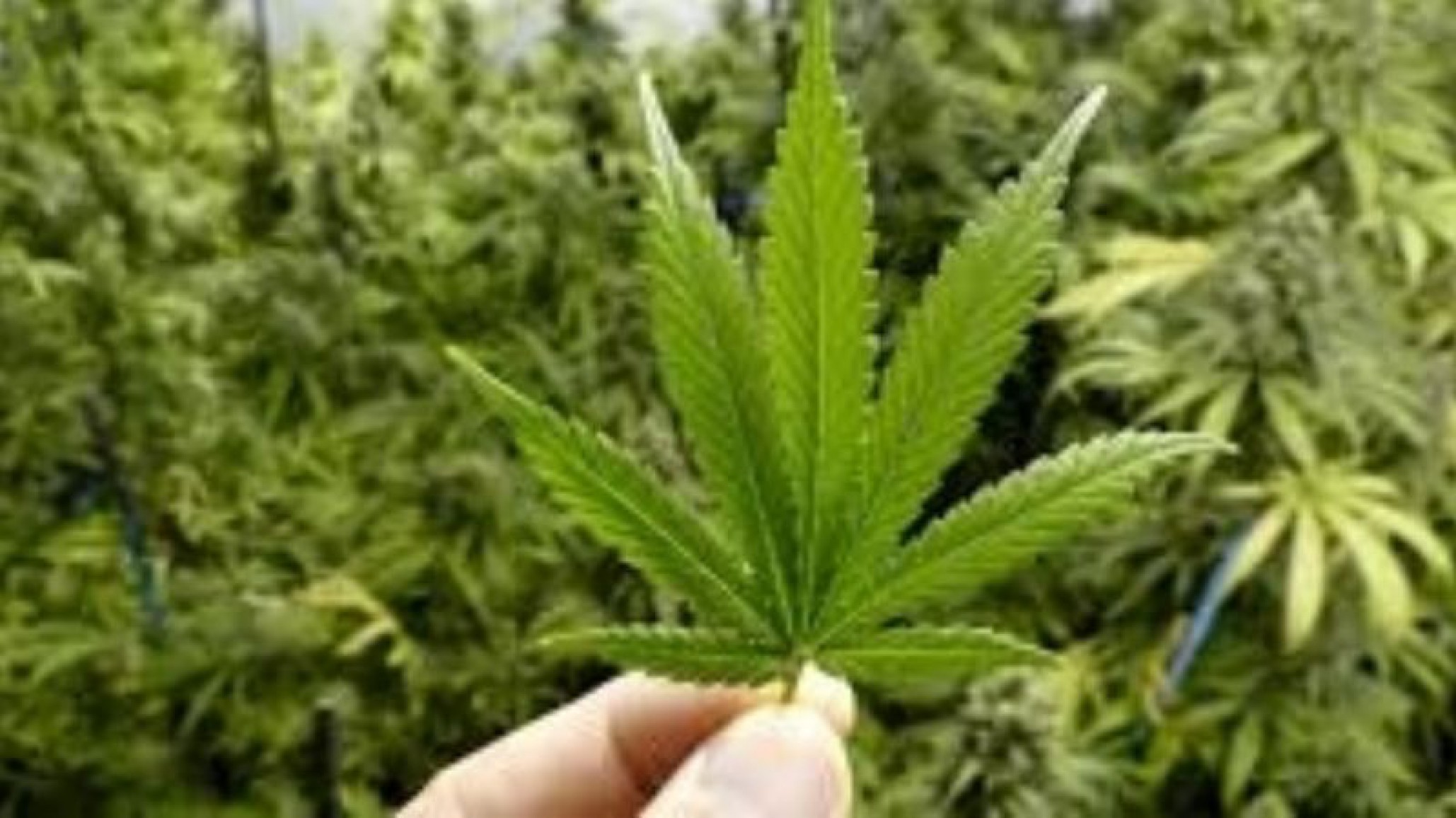 Incautaron 5 mil kilos de marihuana valuados en más de 270 millones de pesos