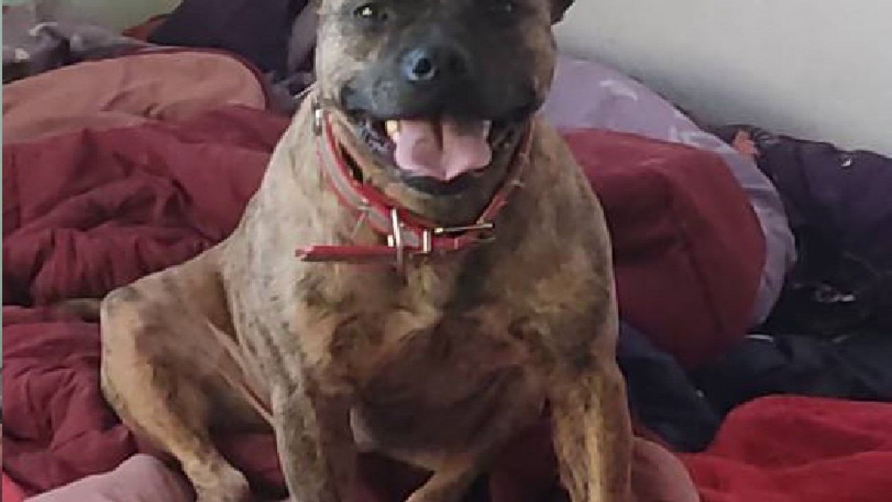 "Con el dolor del alma": tuvo que dar en adopción a "Kimba" porque no puede cubrir sus necesidades