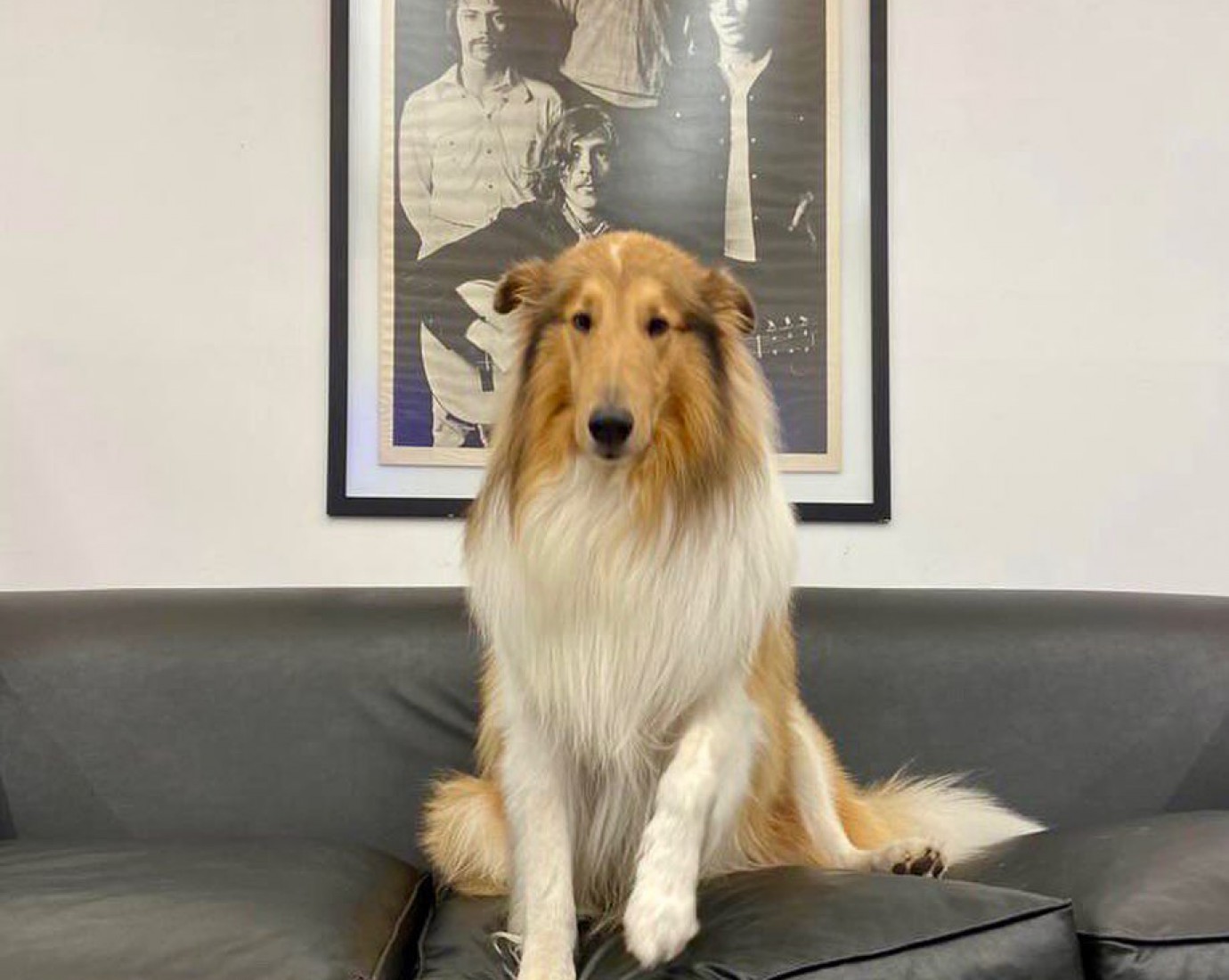 "Hasta siempre": Murió Dylan, el collie que se convirtió en ícono viral de la política nacional