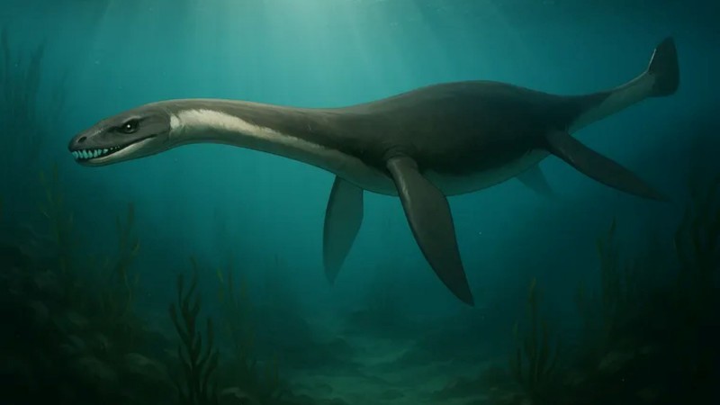 Hallazgo en la Patagonia: un "mini-elasmosaurio" reescribe la historia del mar cretácico