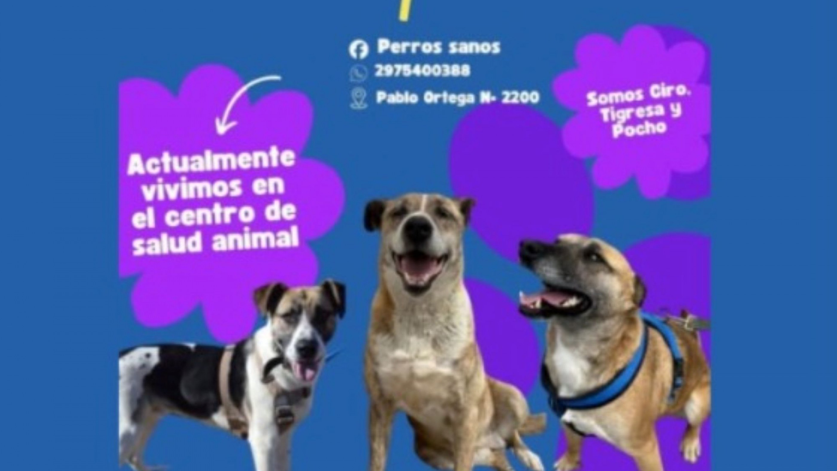 Ciro, Pochito y Tigresa buscan un hogar: tres perritos listos para ser adoptados en el Centro de Salud