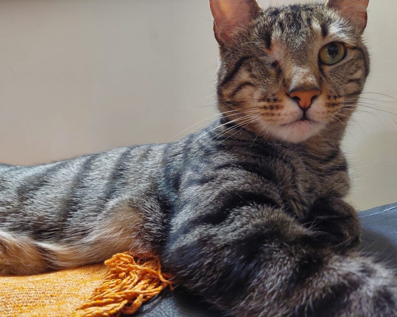 Comodoro: entraron a robar a su casa y se llevaron a su gatito