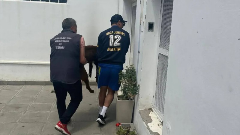 Rescataron a un perro en Km.5 y piden ayuda: lo encontraron encadenado, desnutrido y deshidratado