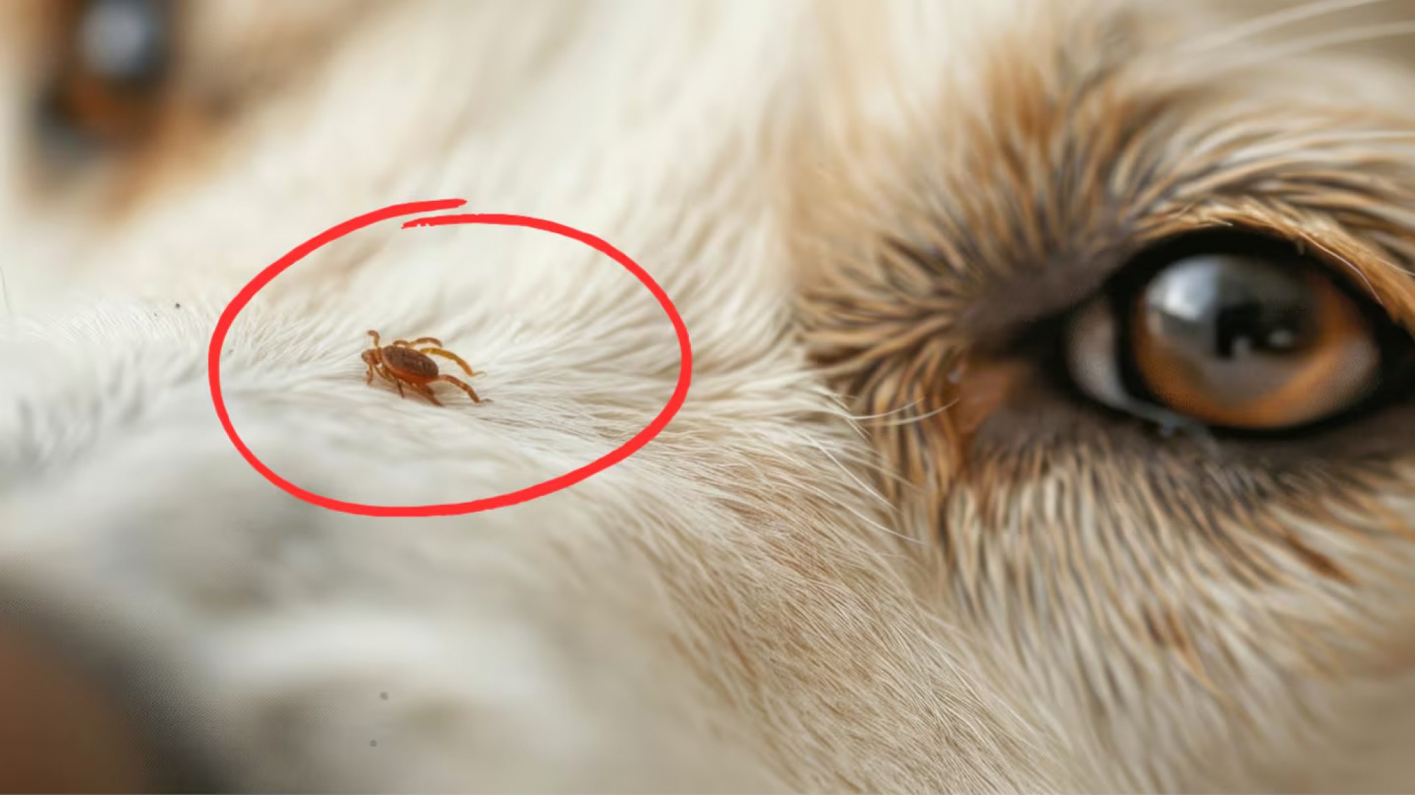 Alerta por ehrlichiosis en mascotas: "Hay muchos casos y puede ser mortal si no se trata"