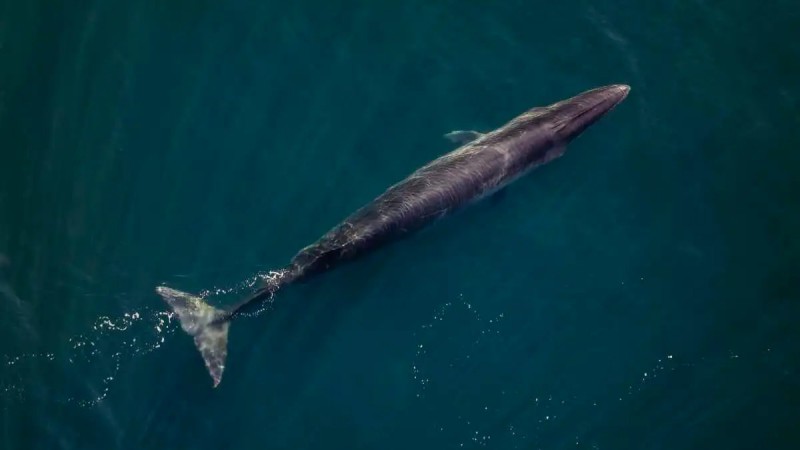 Productor del documental de la ballena Sei: "Comodoro y Rada Tilly tienen un tesoro único y será la llave para atraer al turismo"