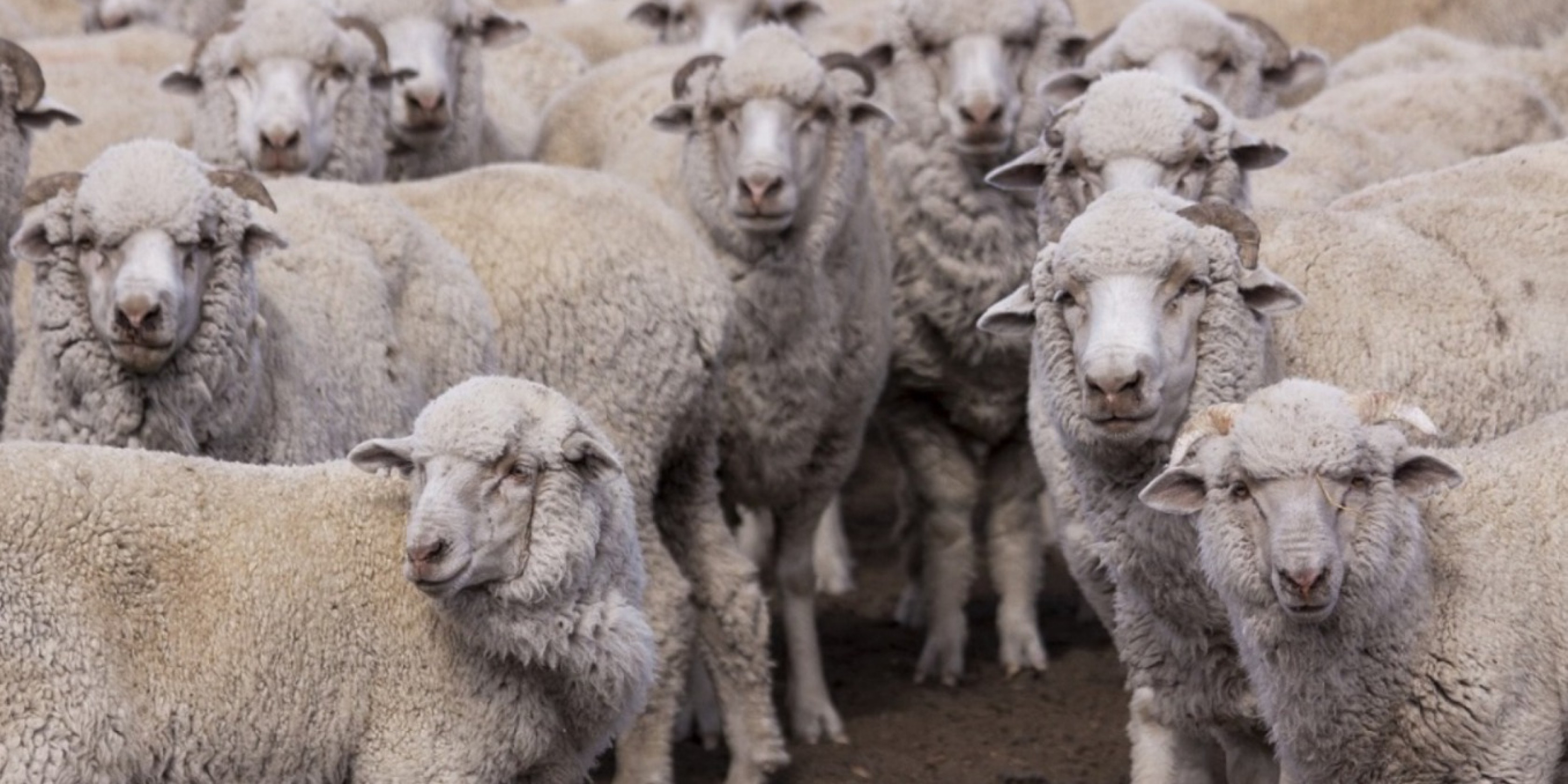 El SENASA declaró alerta sanitaria por sarna ovina en siete departamentos de Chubut