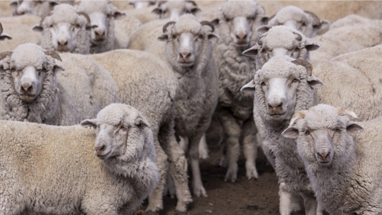 El SENASA declaró alerta sanitaria por sarna ovina en siete departamentos de Chubut