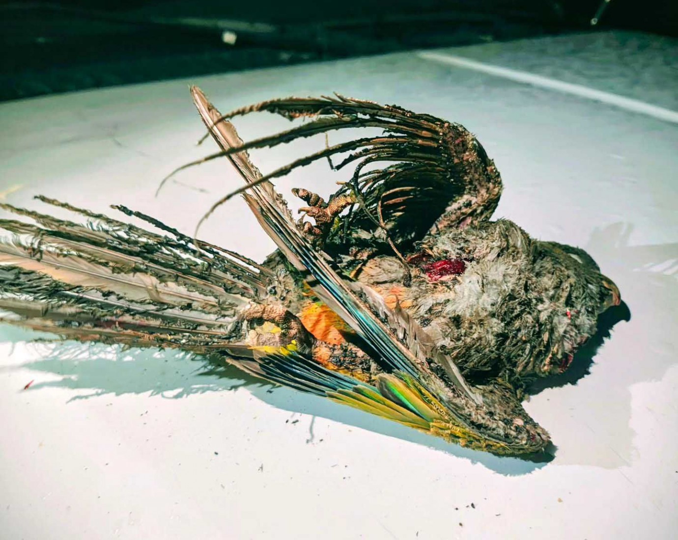 Loros barranqueros dejaron sin luz a vecinos del sur de Puerto Madryn