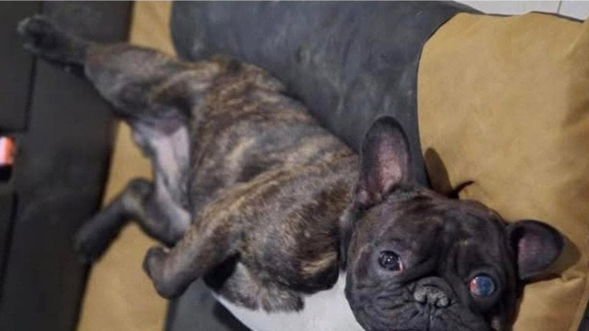 Una campaña solidaria busca reunir fondos para operar a un perrito que quedó ciego