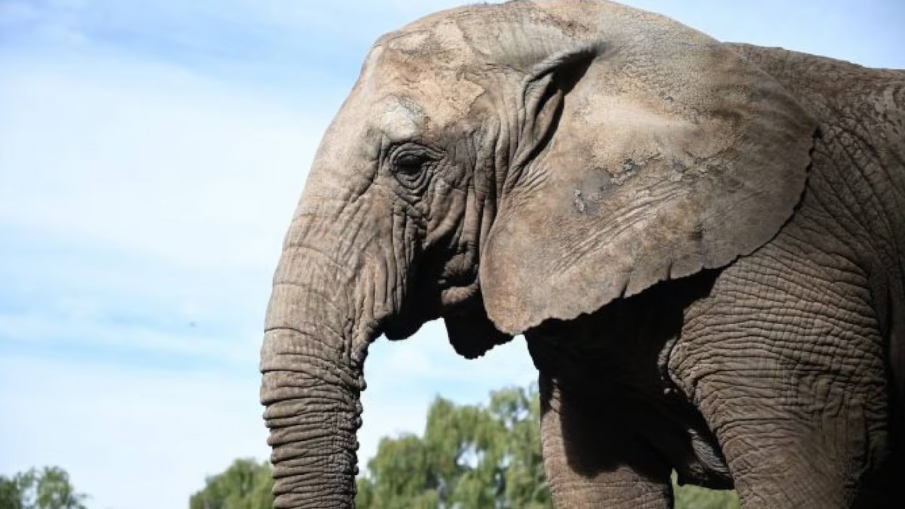 Murió Kenya, la última elefanta en cautiverio en Argentina