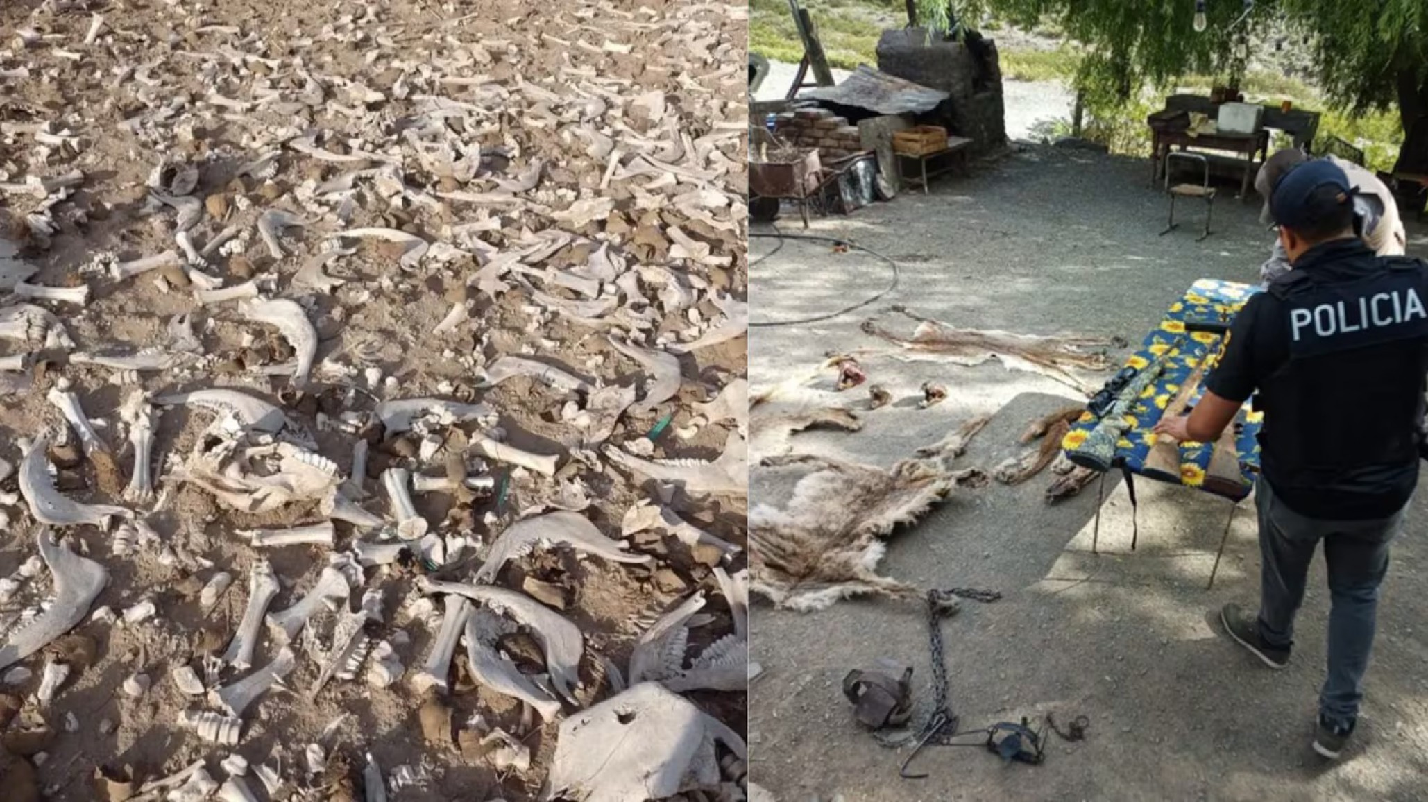 La Policía investigaba una red de caza ilegal y halló un cementerio de animales en Mendoza