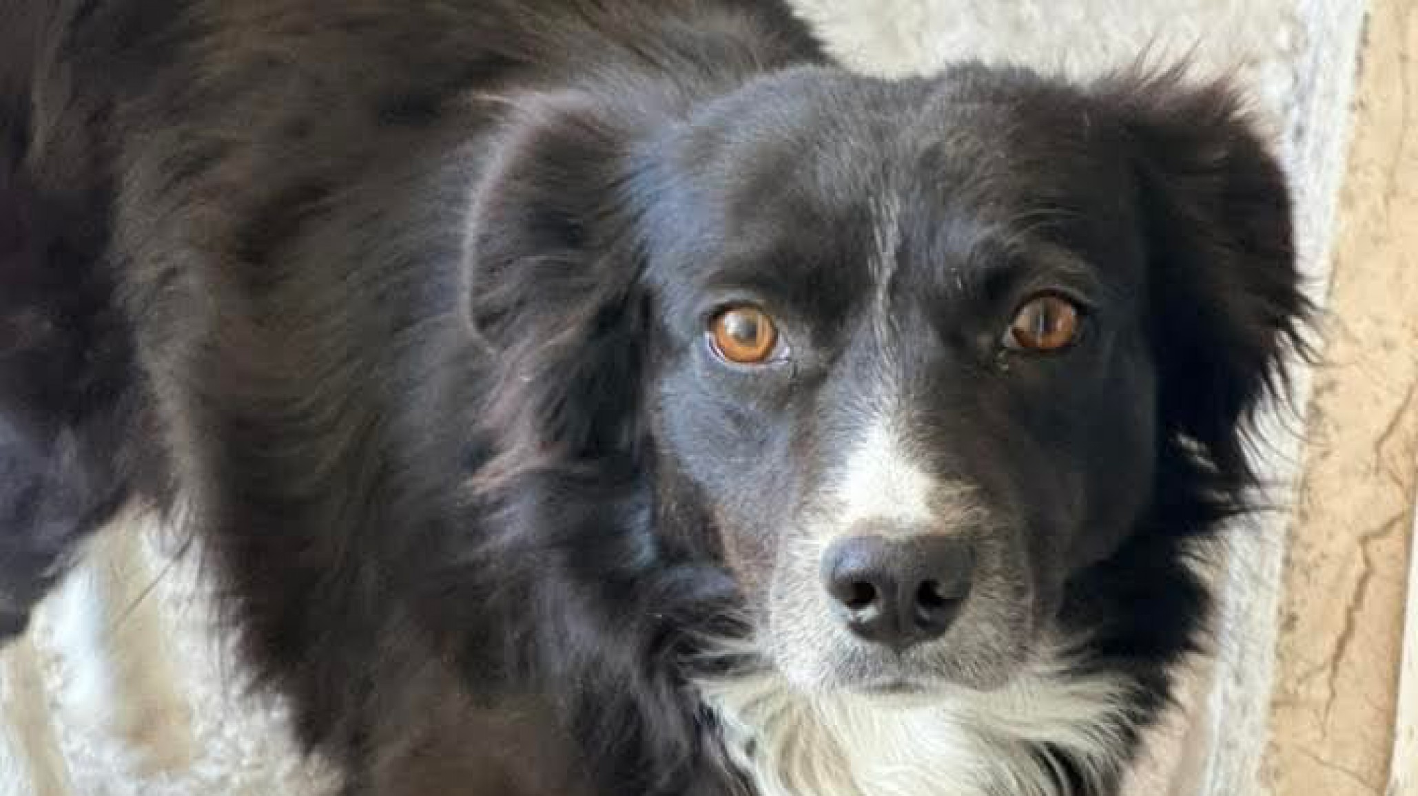 Buscan a la familia de una perrita perdida en Km 17 tras los festejos de Año Nuevo