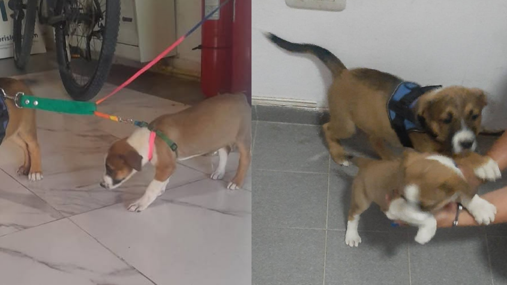 Maltrato animal en Rada Tilly: rescataron a dos cachorros atados en una camioneta con altas temperaturas