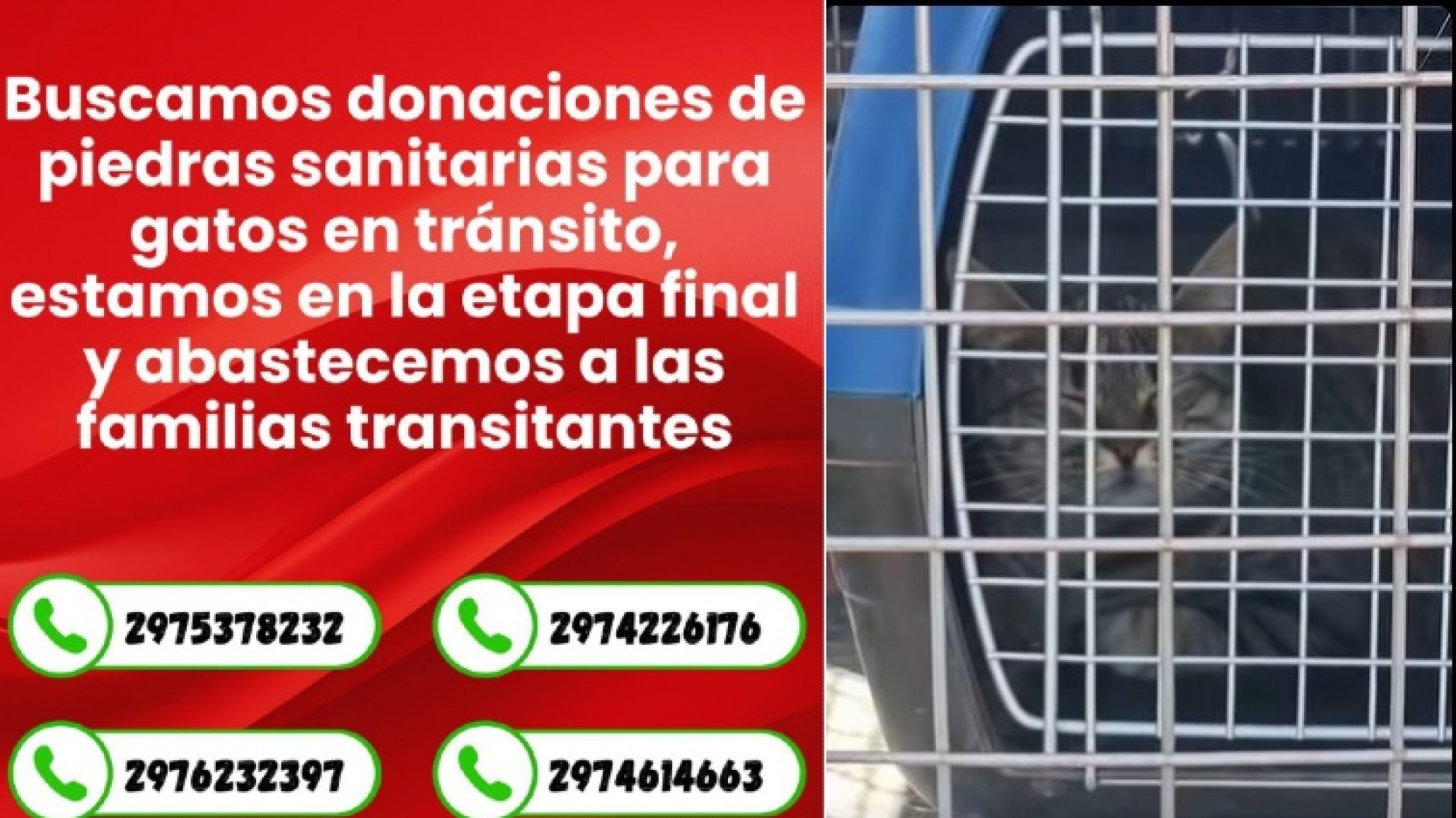 Piden donaciones de piedras sanitarias para gatos rescatados tras la emergencia en Sismográfica