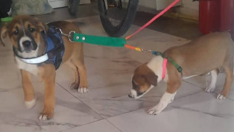 Los cachorros rescatados en Rada Tilly ya se encuentran en un hogar transitorio