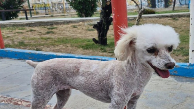 "Toda una vida juntos": Desesperada búsqueda de una perrita de 11 años desaparecida en Fracción 15