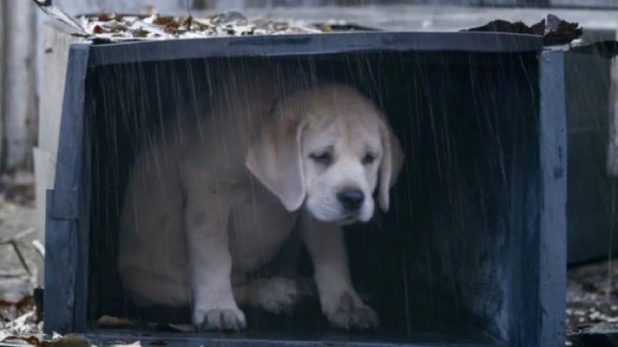 "El frío no espera": piden cuchas para los perros alojados en el Albergue Evita