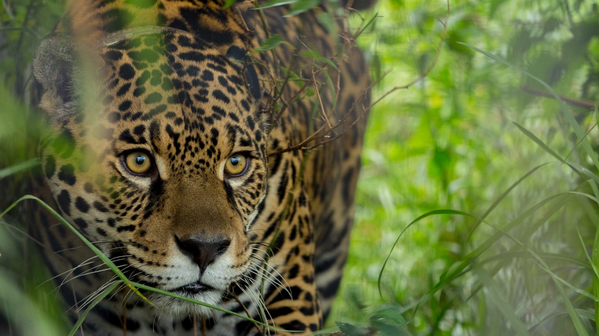 Confirman un nuevo nacimiento de un yaguareté en la Argentina