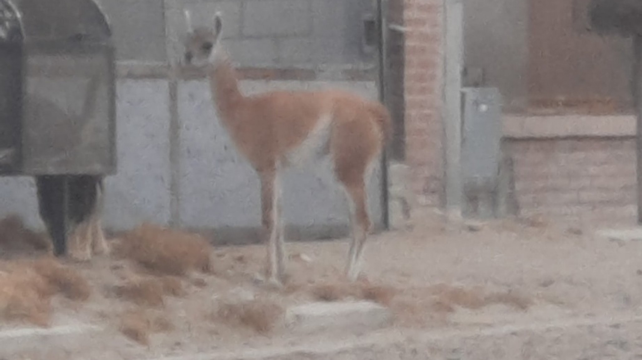 Un visitante inesperado en Palazzo: vecinos sorprendidos por un guanaco en plena zona urbana
