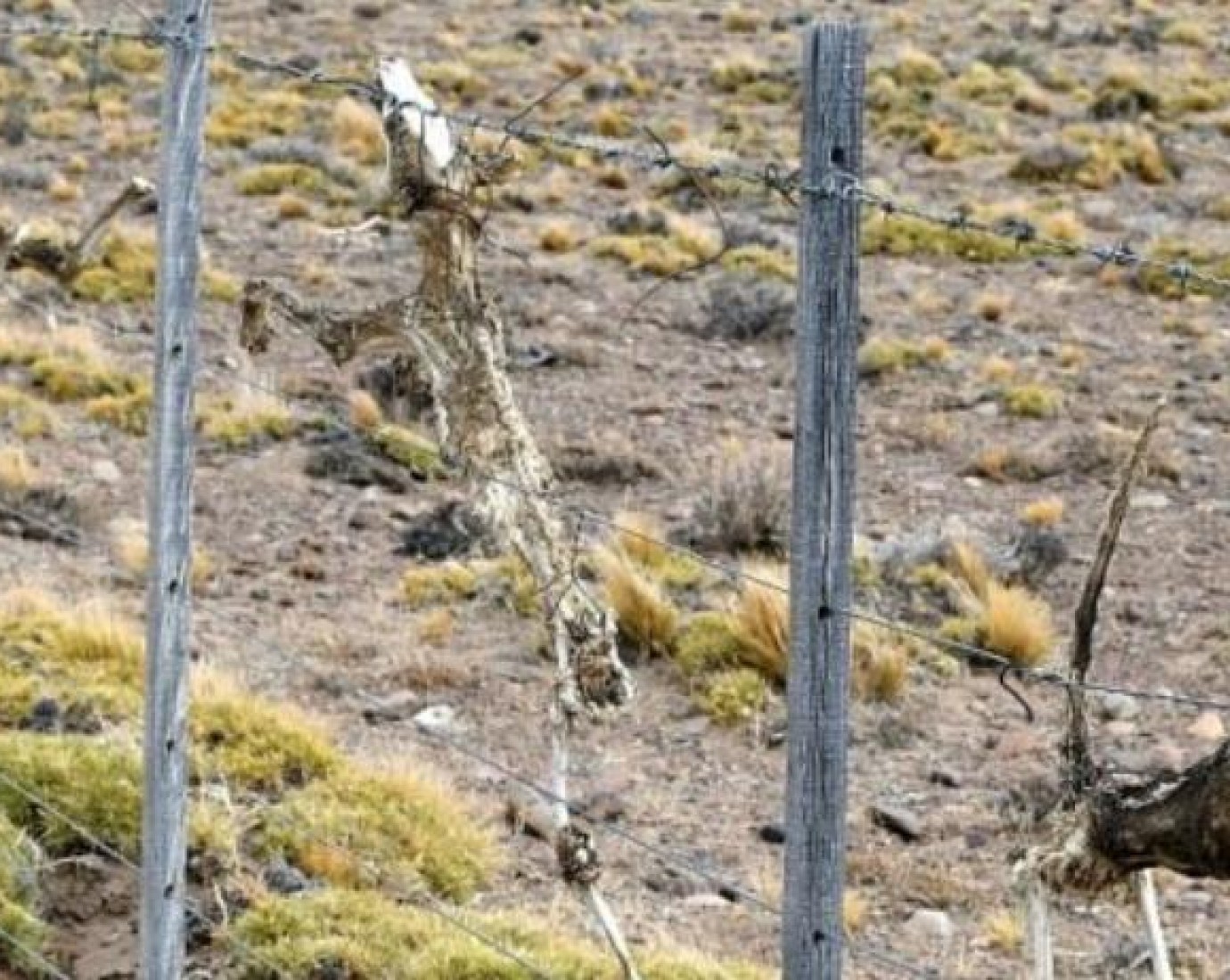Horror: hallaron más de veinte perros muertos colgados en un alambrado entre Los Tamariscos y Facundo