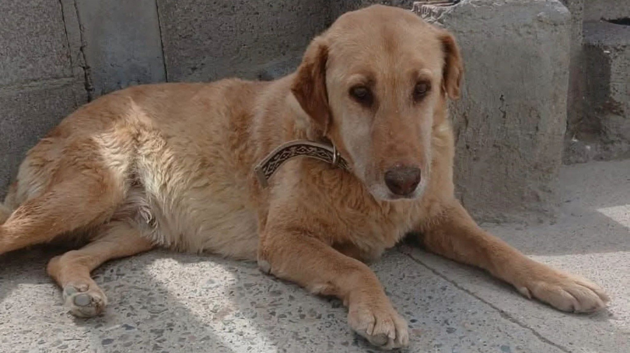 "Violeta" busca hogar tras la tragedia en Sismográfica: adopción responsable y acompañamiento para una perra en duelo