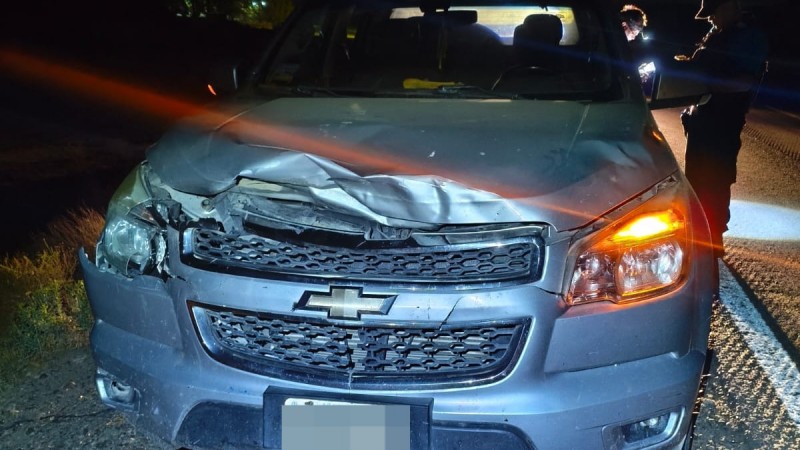 Una camioneta chocó contra un potrillo en la Ruta 3