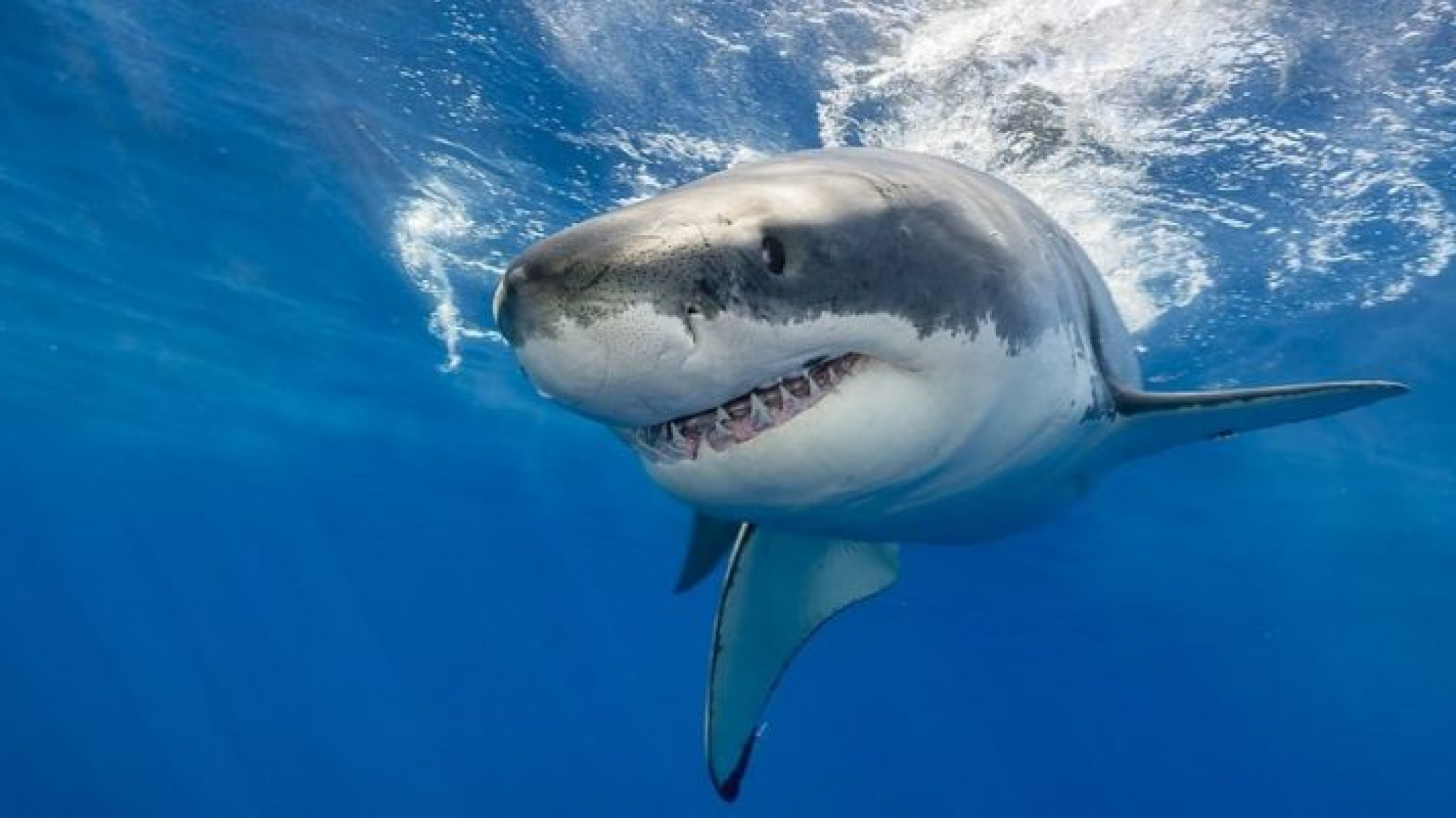 Impactante: más de 100 tiburones frente a la costa patagónica