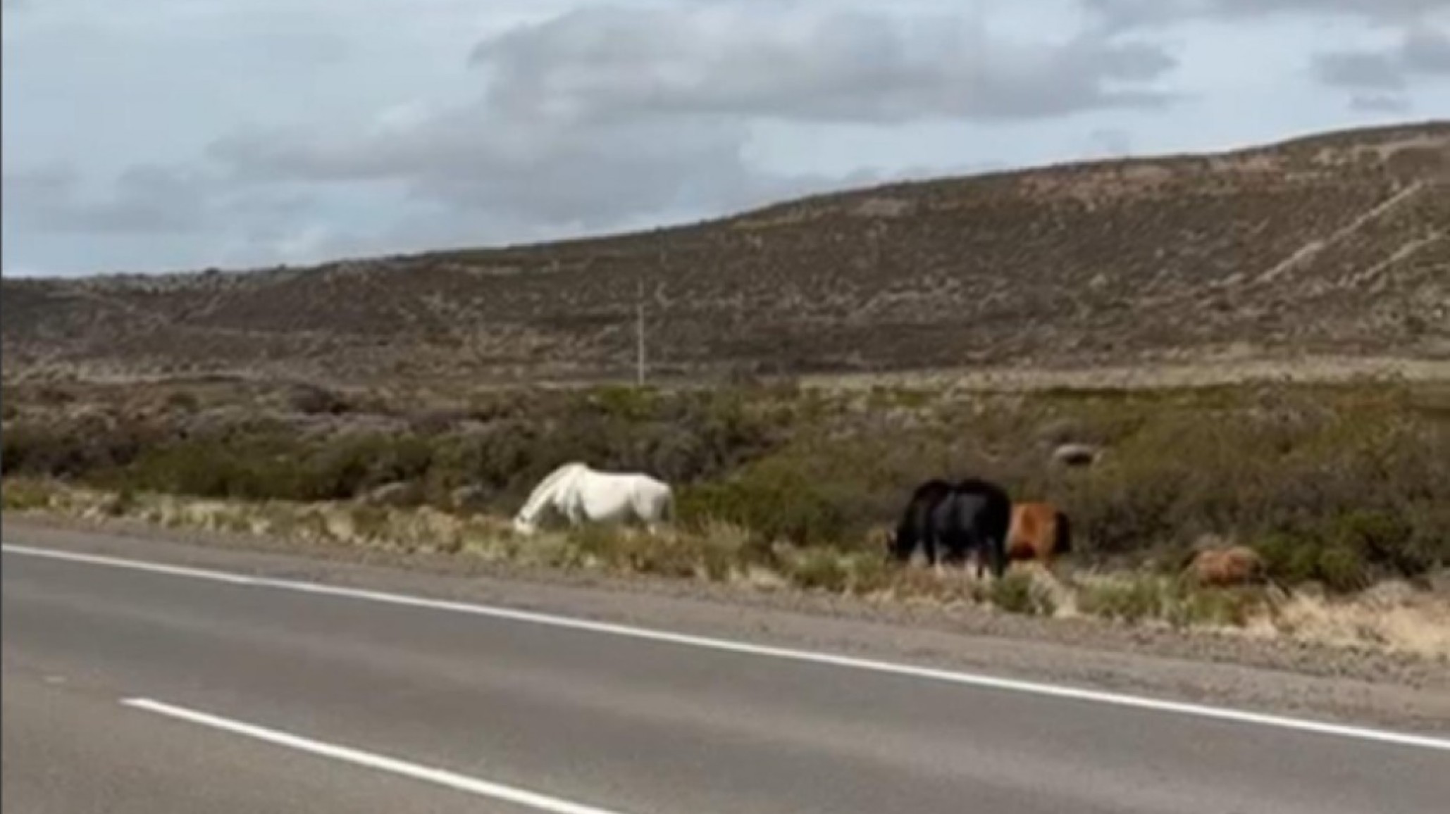 Caballos sueltos: el Municipio coordina con la Policía un plan para aplicar la ordenanza