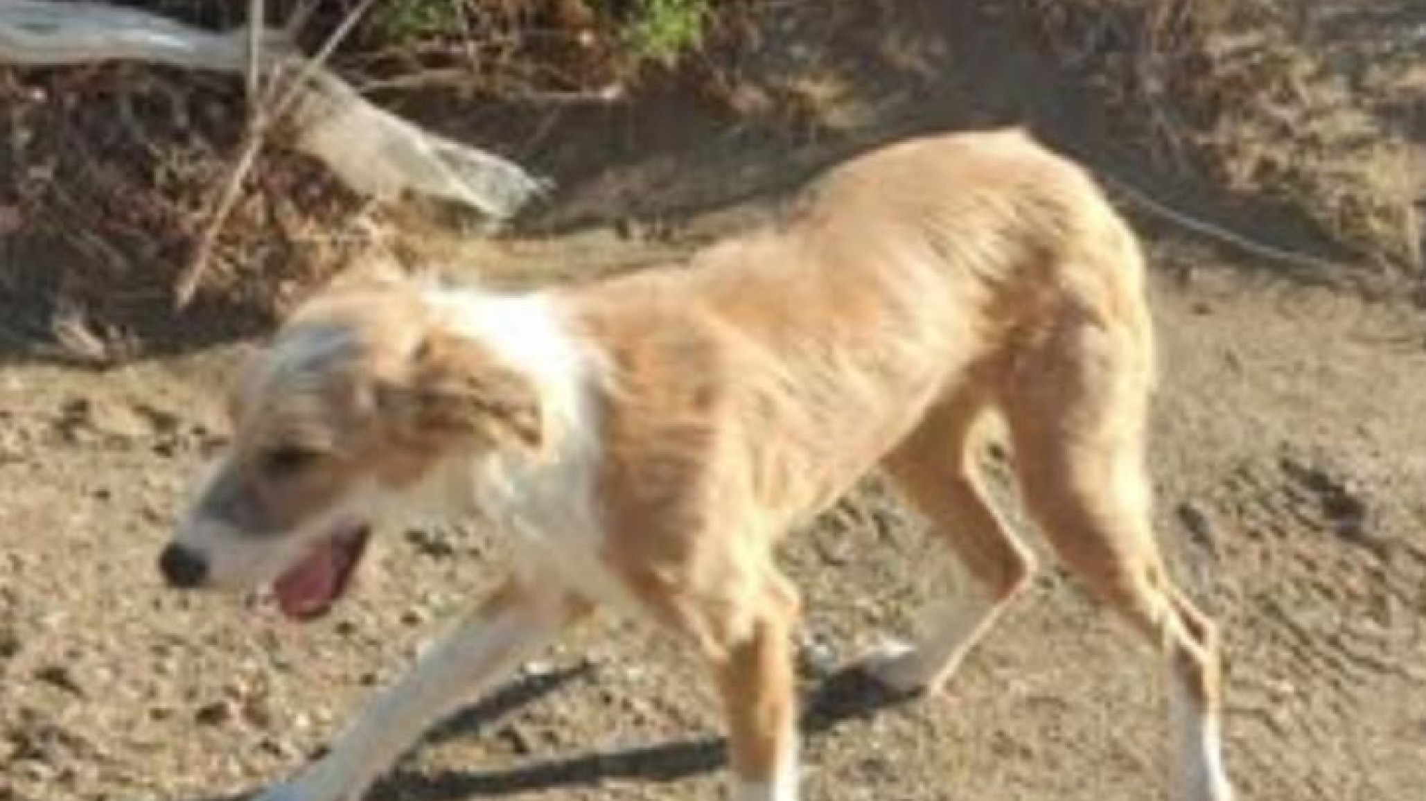 Buscan familia para un perro que vive en la calle en Bella Vista Oeste