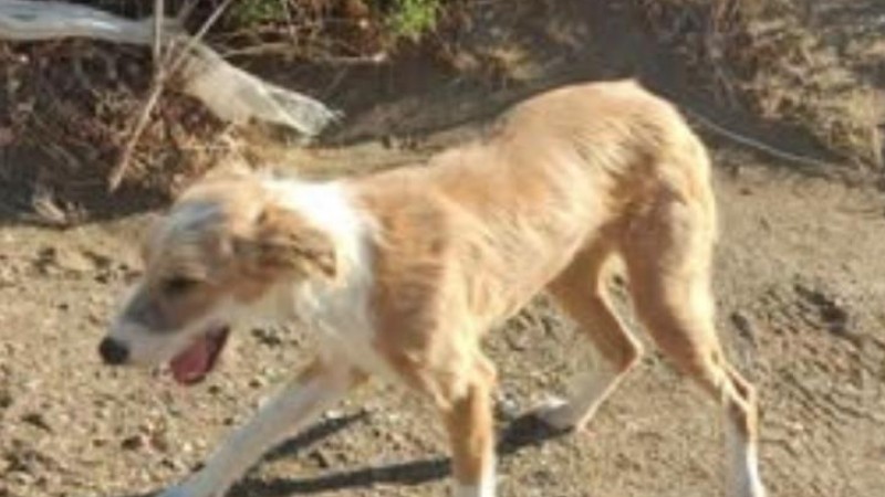 Buscan familia para un perro que vive en la calle en Bella Vista Oeste