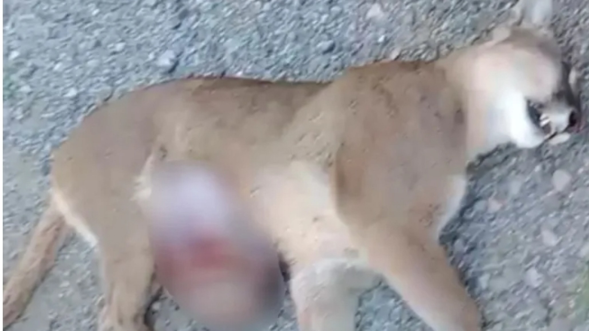 Murió una puma preñada atropellada, buscan al conductor y una cría sobrevivió