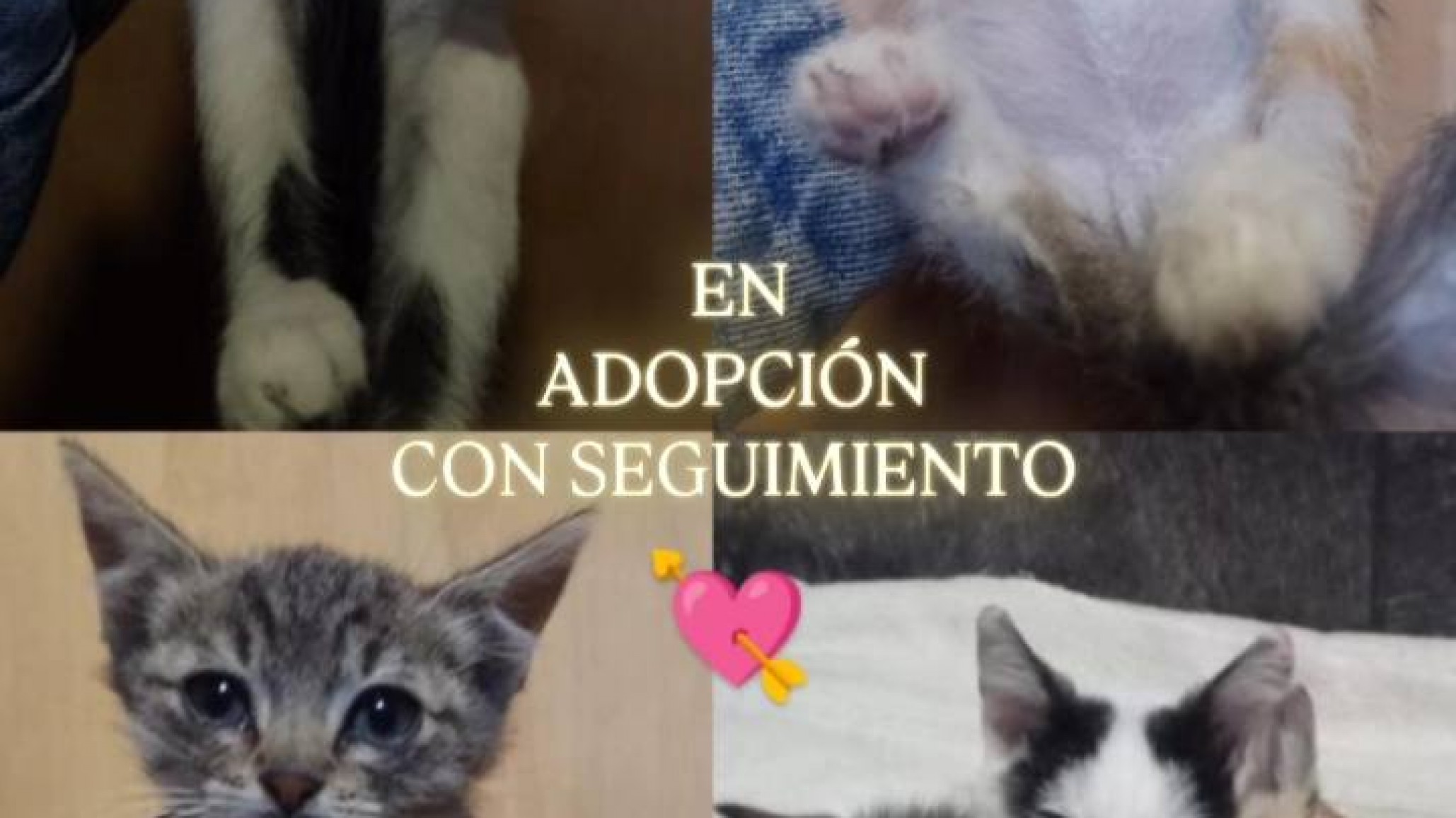 "Van a tener que volver a la calle": difunden adopciones urgentes de gatos que se quedan sin tránsito