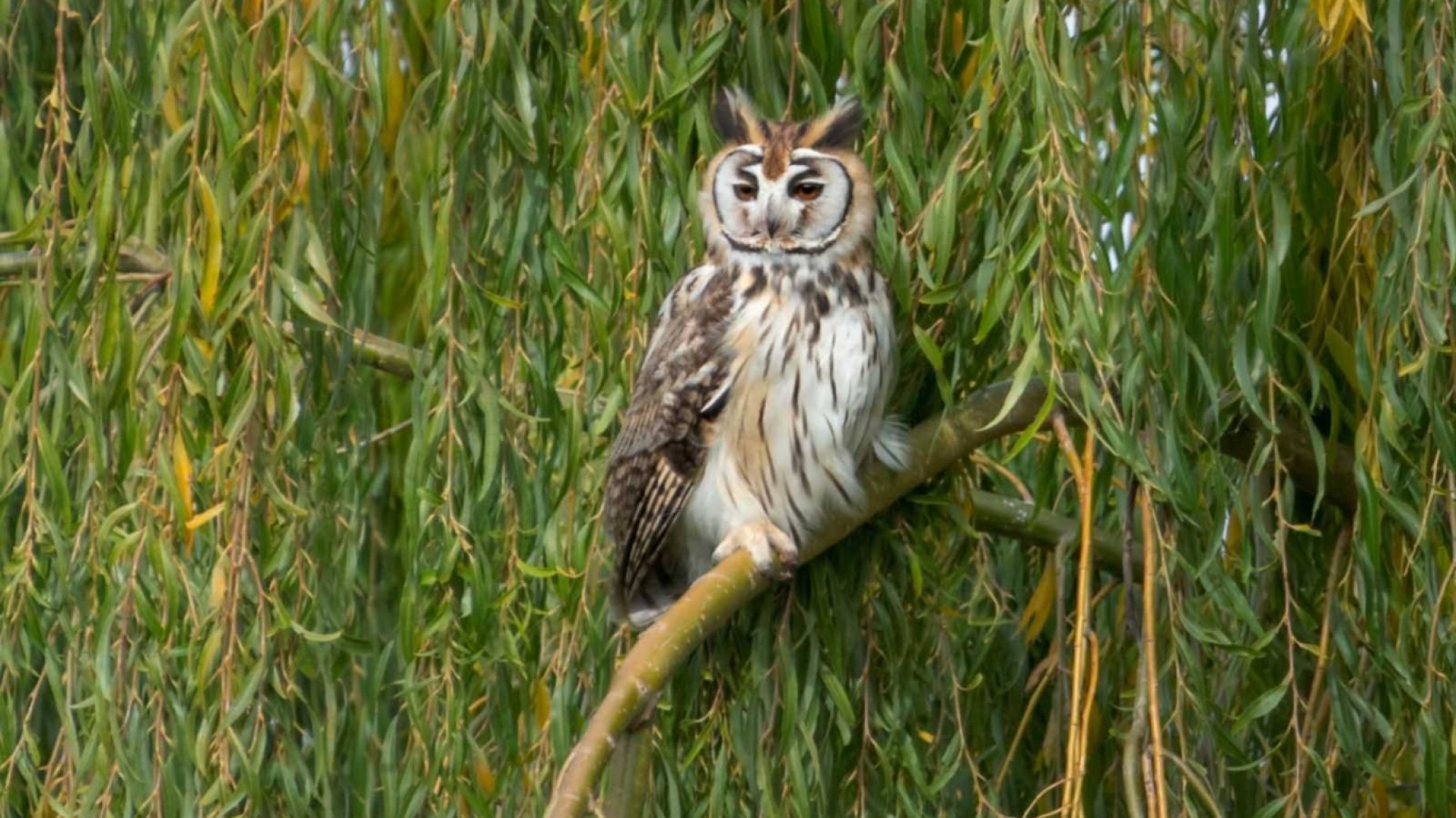 Histórico hallazgo en Chubut: registran por primera vez al lechuzón orejudo