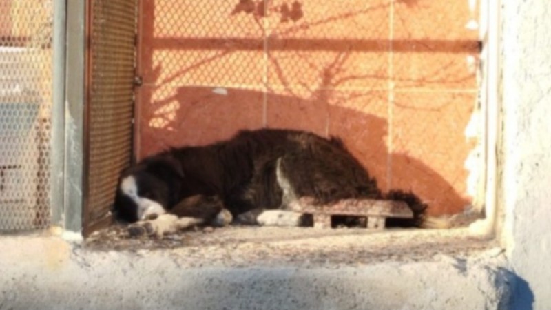 Buscan ayuda para perros atropellados y abandonados en la vía pública: vecinos alertan por varios casos