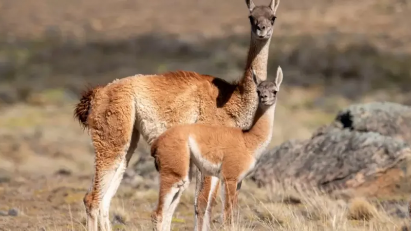 "En Chubut no se vende carne de guanaco": salieron a desmentir versiones virales