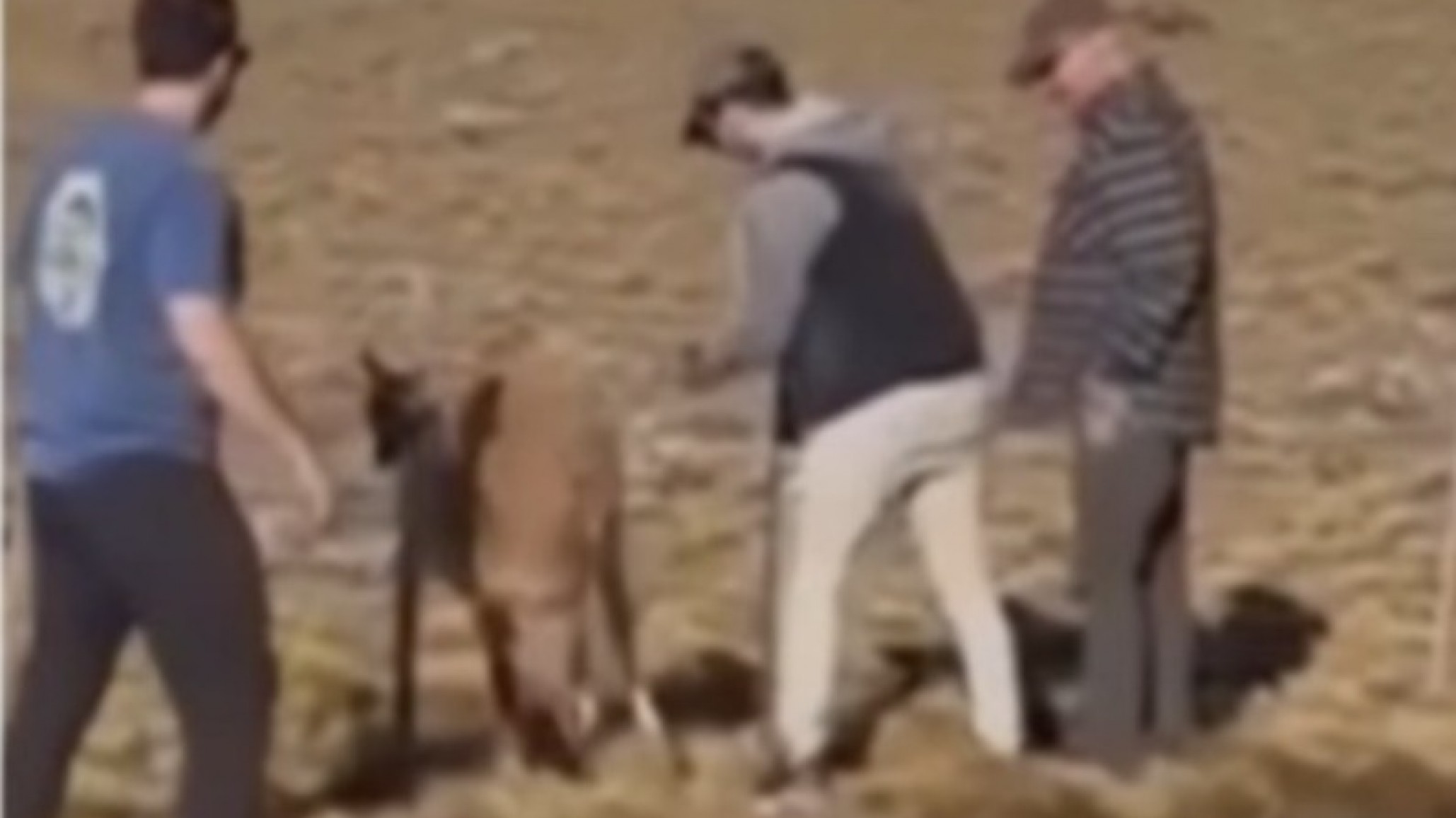 Pararon en plena Ruta 40 y salvaron a un chulenguito atrapado en un alambrado