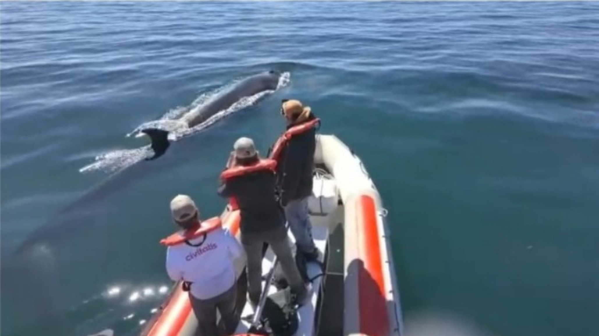 "Ya están reservando para el año que viene": crece el interés por Ballena Sei y anticipan una fuerte temporada turística
