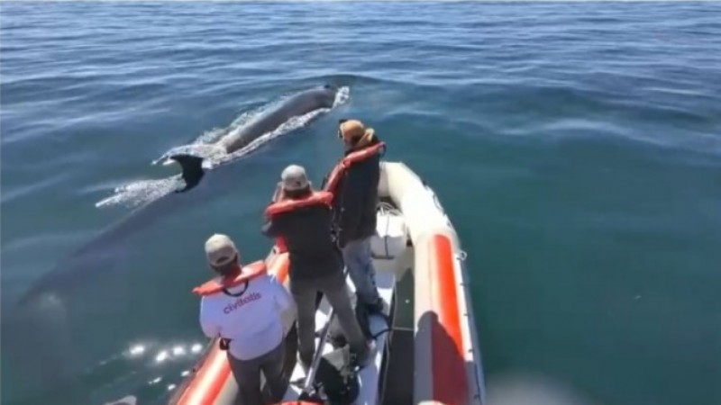 "Ya están reservando para el año que viene": crece el interés por Ballena Sei y anticipan una fuerte temporada turística