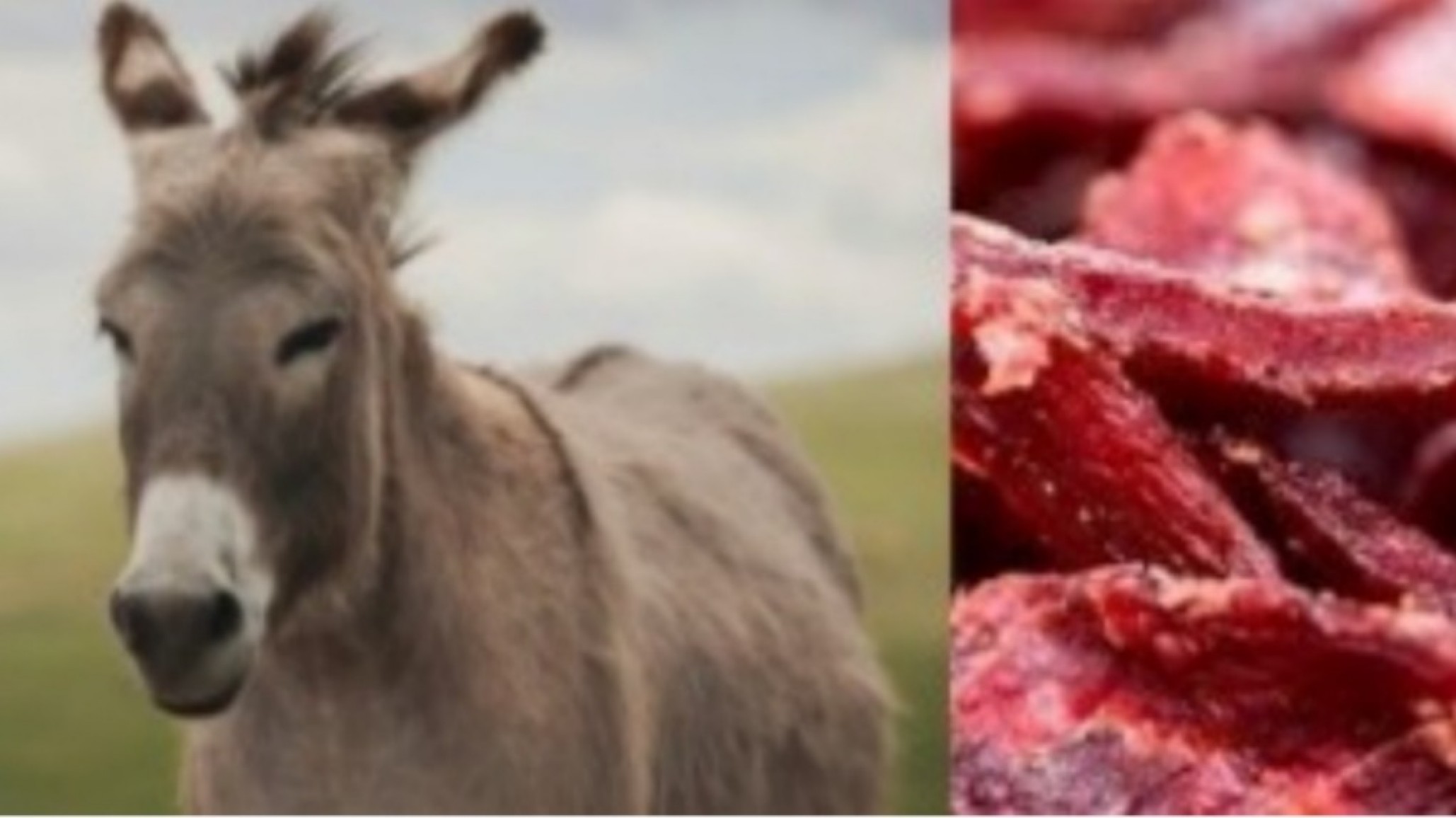 Inédito en Chubut: ya se vende carne de burro en Trelew