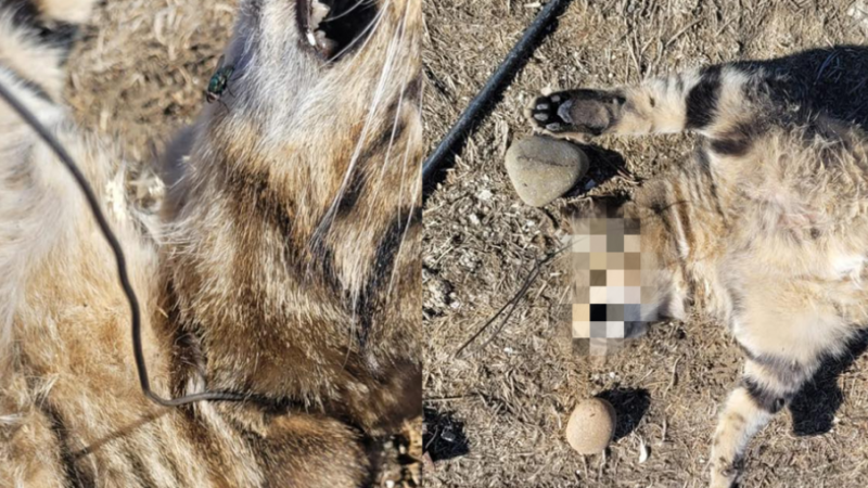 Horror en Kilómetro 8: denuncian el hallazgo de un gato ahorcado con un alambre profesional