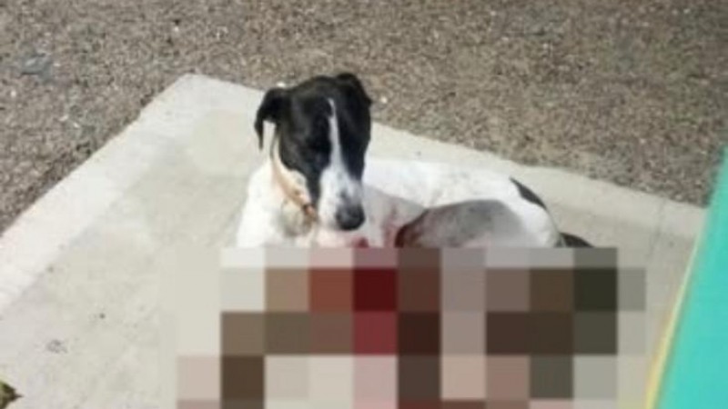Buscan ayuda para un perro herido en el paseo costero de Km 5