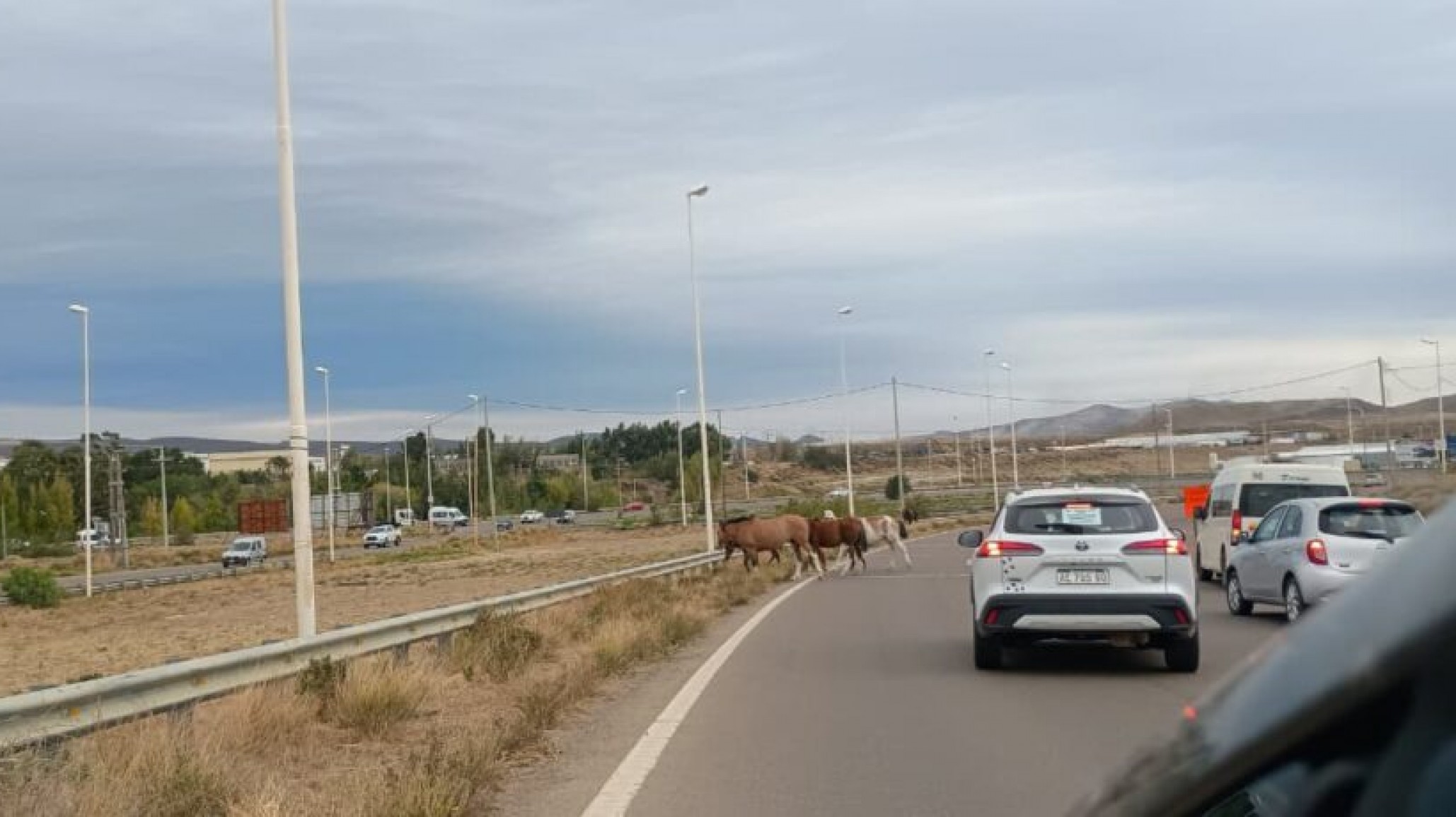 Arriba Chubut impulsa un proyecto para proteger la fauna silvestre y reforzar la seguridad en Rada Tilly